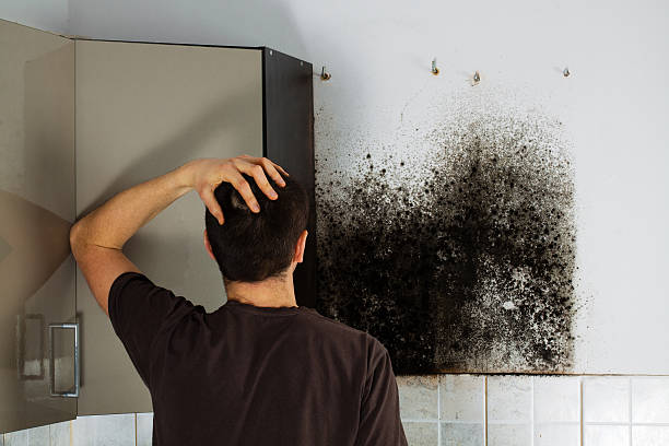 Best Affordable Mold Removal  in Mapleton, ND